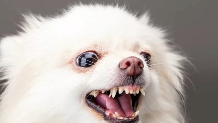 How to wean Spitz to bark at home?