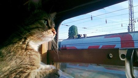 How to transport cats on a train?