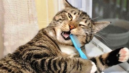 How to brush a cat’s teeth at home?