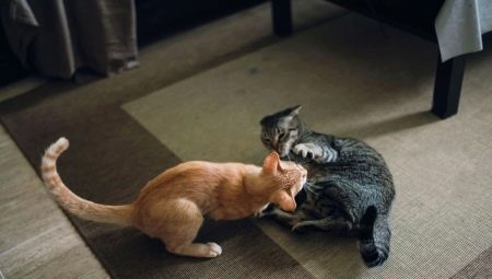 How to make friends cats in an apartment?
