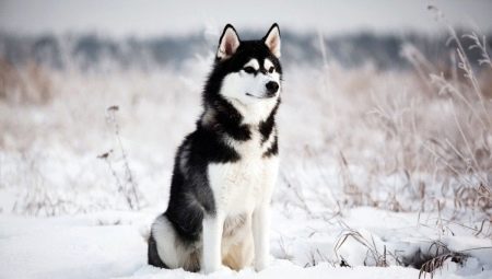 How to feed husky husk?