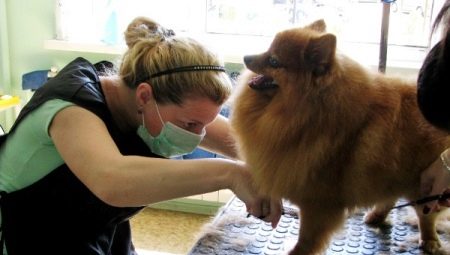 How to cut pomeranian spitz?