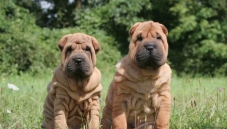 How to raise sharpei?
