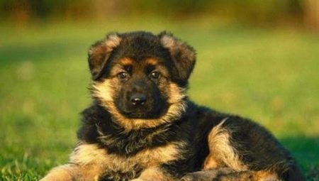 How to choose a German Shepherd puppy?