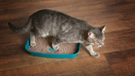 How to train a cat to a tray in a new place?