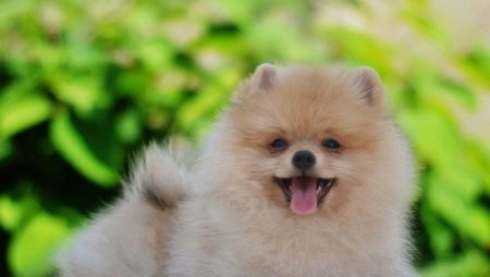 How to teach a spitz to a diaper?