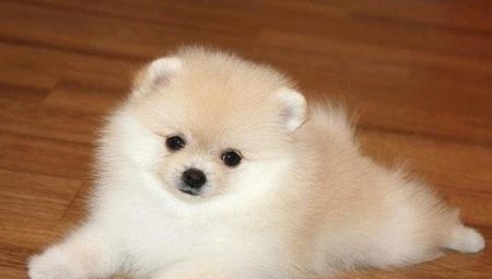 How to teach a spitz to the toilet?