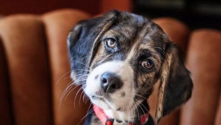 Cum văd câinii și deosebesc culorile?