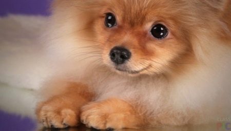 How to choose food for spitz?