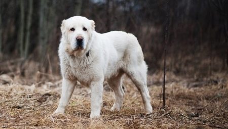 What do white alabai look like and how to care for them?