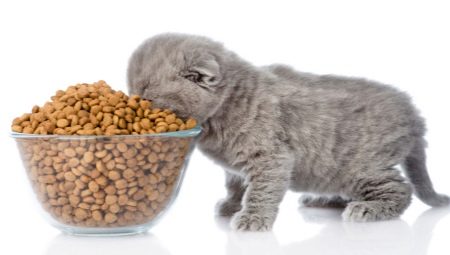 What is the feed rate for a kitten per day?