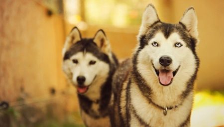 Which breeds of dogs look like huskies?