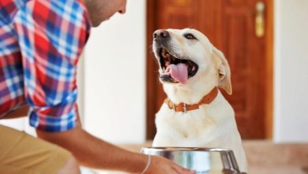 What food is better to feed a Labrador?