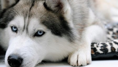 What name to choose for a husky?