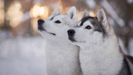 Mikä on husky-poikien lempinimi?