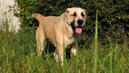 What nickname to choose for alabai-girls?