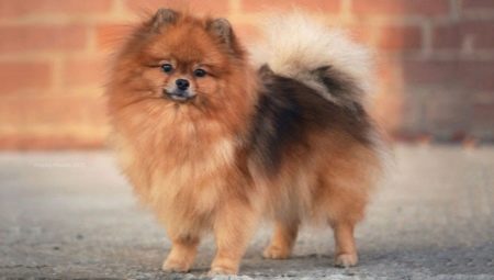 Dwarf Spitz: breed description, pros and cons, content