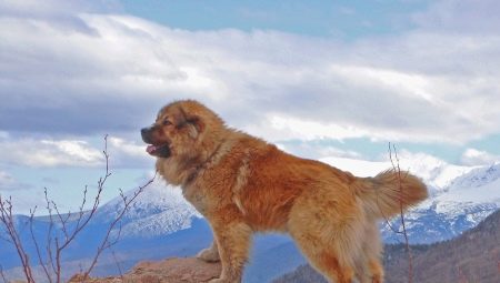 Caucasian Shepherd Dog: characteristic of the breed. Feeding and care