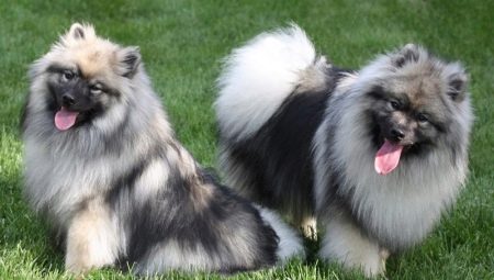 Keeshond: caracteristicile rasei și subtilitățile conținutului