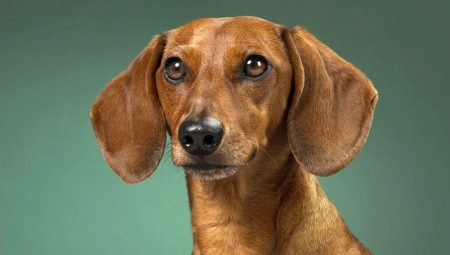 Nicknames for Dachshund Boy