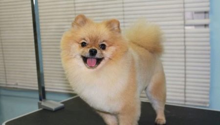 Када и како направити фризуру?