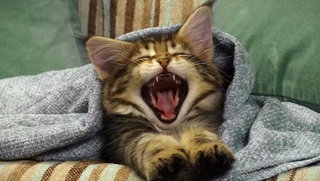 When do kittens' teeth change and how does it happen?