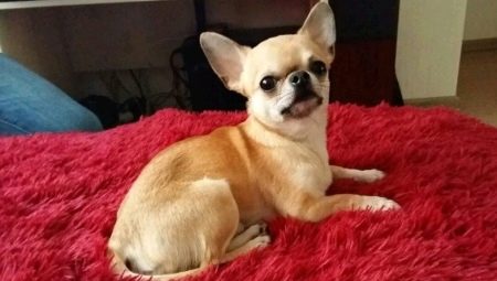 Quan es fan oïdes les chihuahuas i com posar-les?