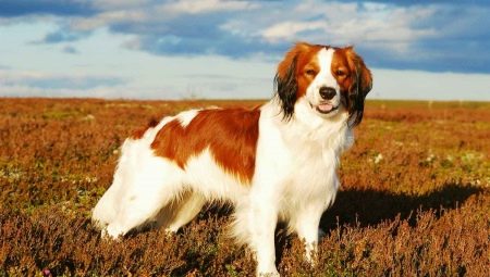 Coikerhondje: description of the breed and features of keeping dogs
