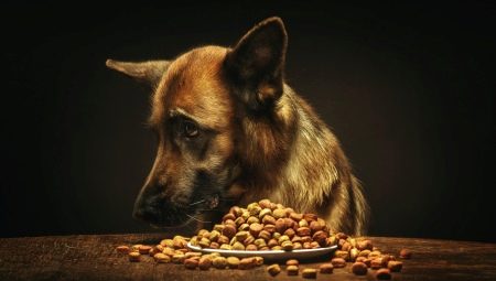 Food for German Shepherds: types and features of choice