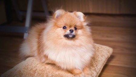 Feeding and caring for a Pomeranian spitz