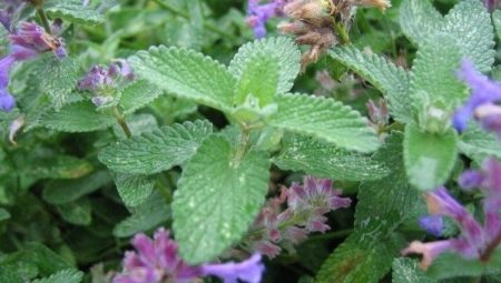 Catnip: what is it and how does the plant affect cats?