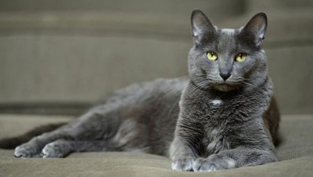 Cat Korat: origin, characteristics, care