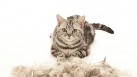 The cat molt strongly: causes and solutions