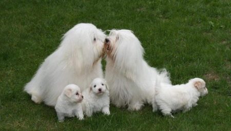 Coton de Tulear: description, advantages and disadvantages, nuances of care