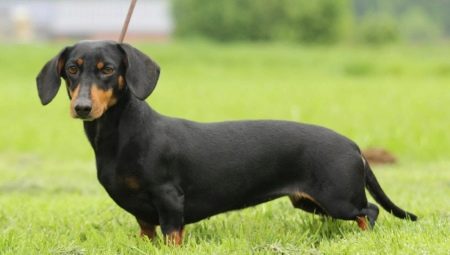 Rabbit dachshund: types and rules of keeping