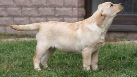 Labrador at the age of 4 months: how does it look and how to contain?