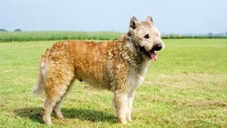 Lakenua: breed characterization and content