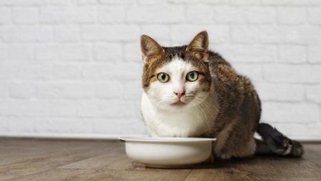 Treats for cats: appointment, advice on selection and preparation