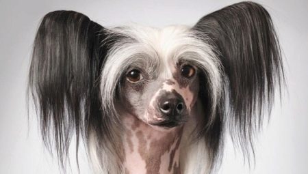 Hairless Chinese crested dog: description and conditions for its maintenance