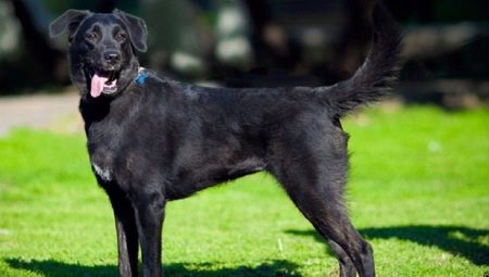 Metis Labrador and Shepherd Dog