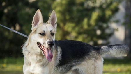 Half-breed shepherd and husky: description, nature and content