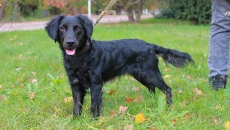 Metis Spaniel: أنواع وميزات المحتوى