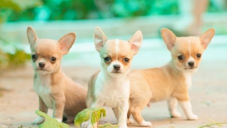 Mini Chihuahua: how do dogs look and how to keep them?