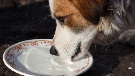 Can dogs be given milk and how to do it right?