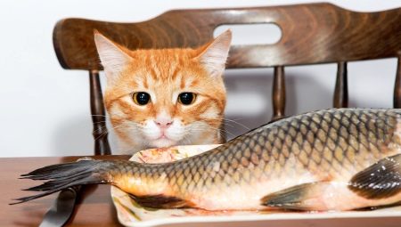 Can cats be fed fish and what are the limitations?