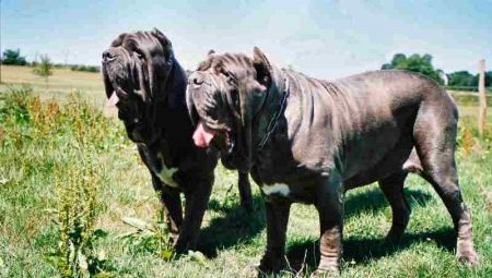 Neapolitan mastiff: description and recommendations on the content