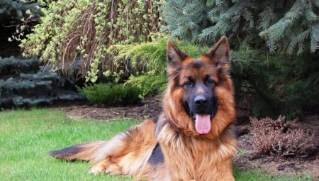 German shepherd working breeding
