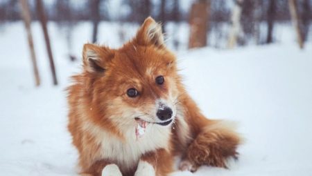 Nenets Husky: Rassenbeschreibung und Anbau