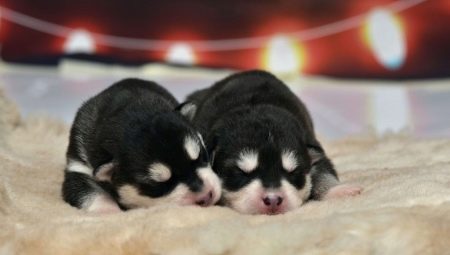Newborn husky puppies: description and care