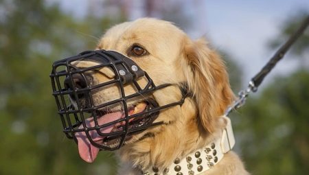 Does a Labrador need a muzzle and how to choose it?